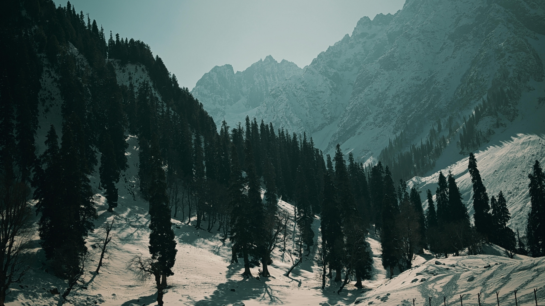 Kashmir Magic - Premium