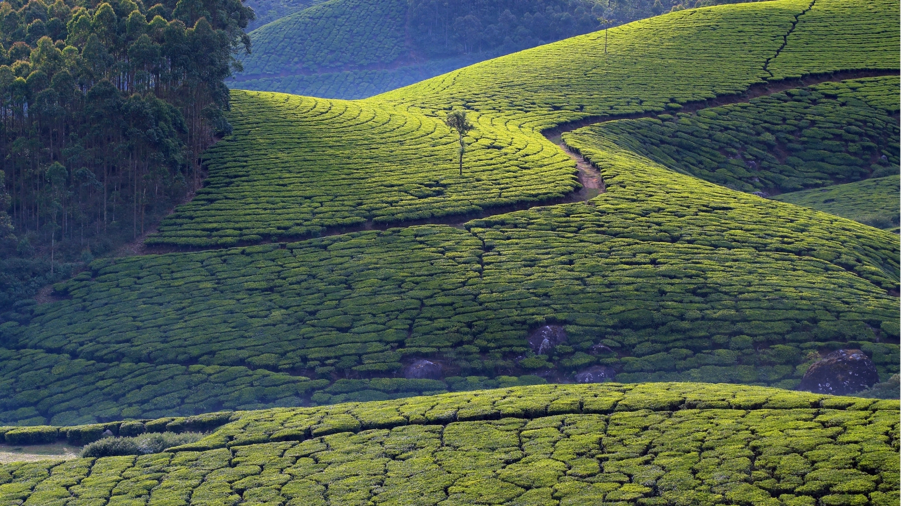 Kerala Delight - Luxury