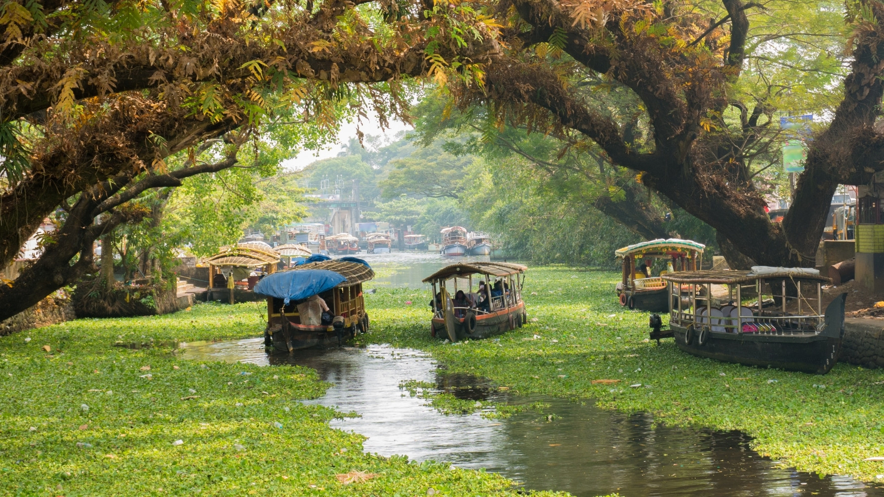 Kerala Magic - Premium